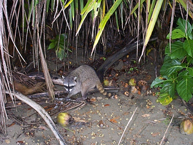 Waschbaer im Cahuita N.P. 22.07.03.jpg - krabben-fressender waschbär, kommt im südlichen zentral- und südamerika vor